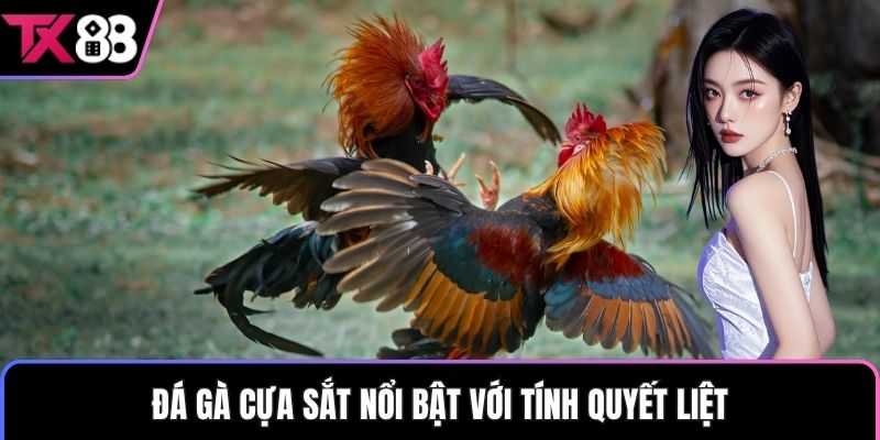 Đá gà cựa sắt nổi bật với tính quyết liệt