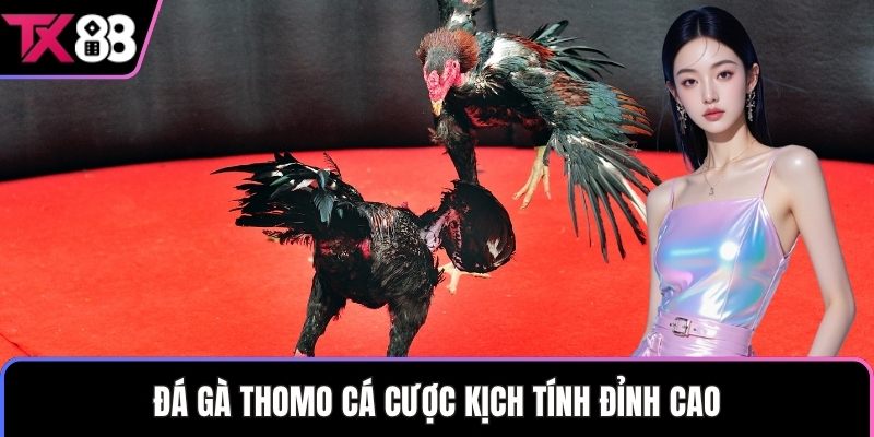Đá gà thomo cá cược kịch tính đỉnh cao