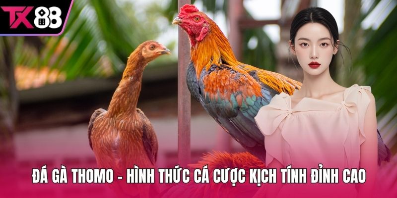 Đá gà thomo