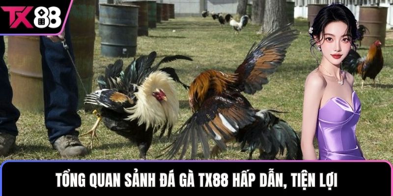 Tổng quan sảnh đá gà TX88 hấp dẫn, tiện lợi